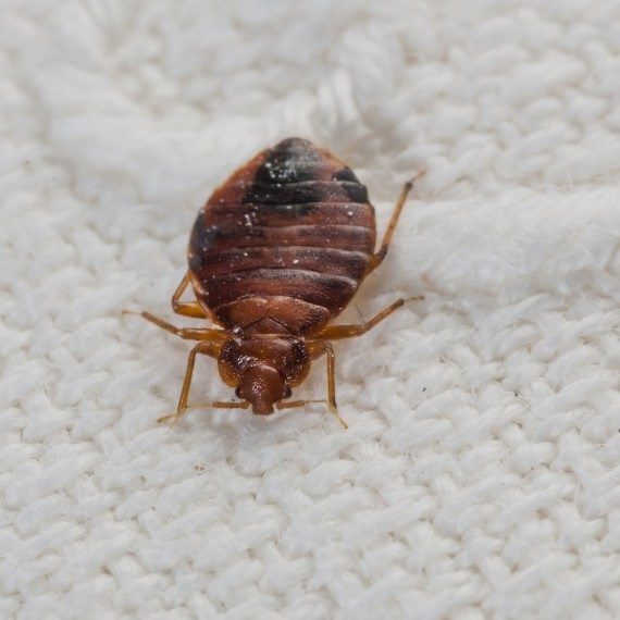 Bed Bugs, Pest Control in Waltham Abbey, EN9. Call Now! 020 8166 9746