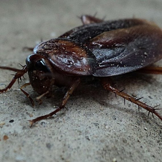 Cockroaches, Pest Control in Waltham Abbey, EN9. Call Now! 020 8166 9746