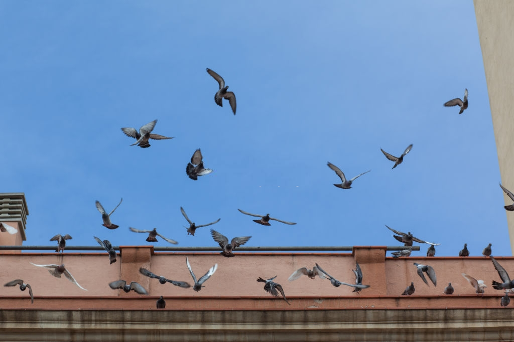 Pigeon Pest, Pest Control in Waltham Abbey, EN9. Call Now 020 8166 9746