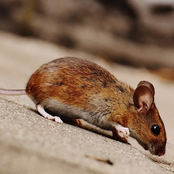 Mice, Pest Control in Waltham Abbey, EN9. Call Now! 020 8166 9746