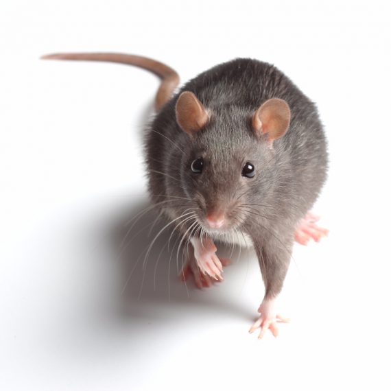 Rats, Pest Control in Waltham Abbey, EN9. Call Now! 020 8166 9746