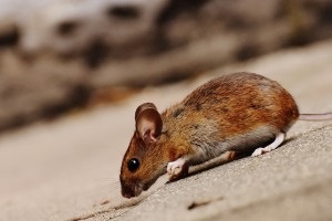 Mouse extermination, Pest Control in Waltham Abbey, EN9. Call Now 020 8166 9746