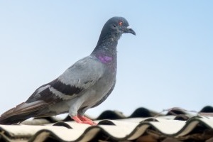 Pigeon Pest, Pest Control in Waltham Abbey, EN9. Call Now 020 8166 9746