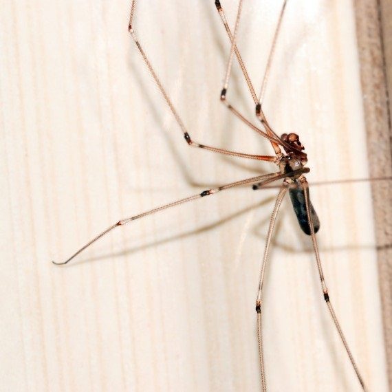 Spiders, Pest Control in Waltham Abbey, EN9. Call Now! 020 8166 9746