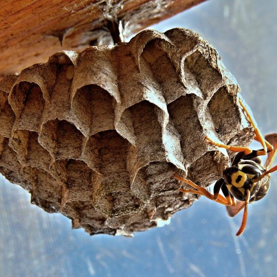 Wasps Nest, Pest Control in Waltham Abbey, EN9. Call Now! 020 8166 9746