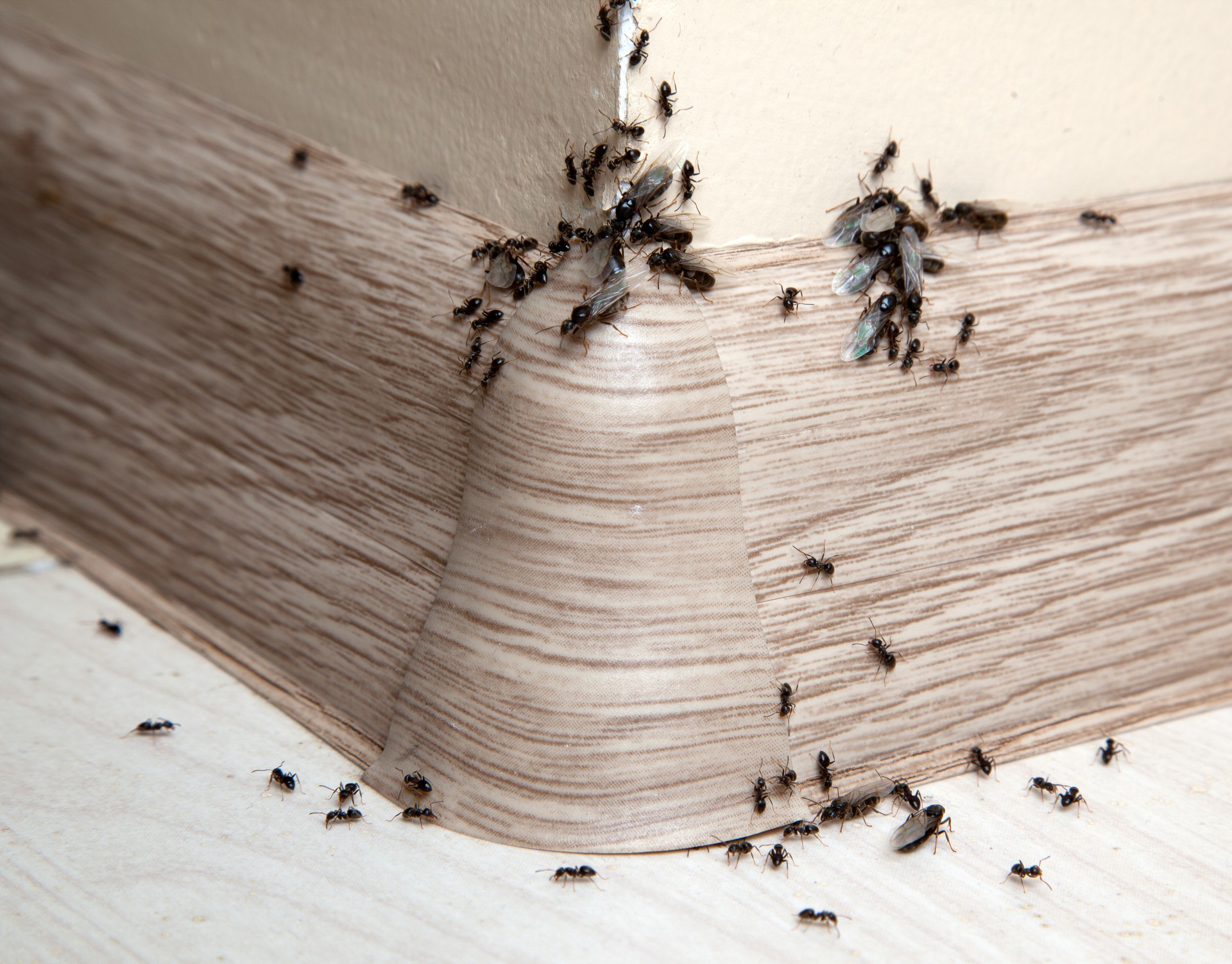 Ant Infestation, Pest Control in Waltham Abbey, EN9. Call Now 020 8166 9746