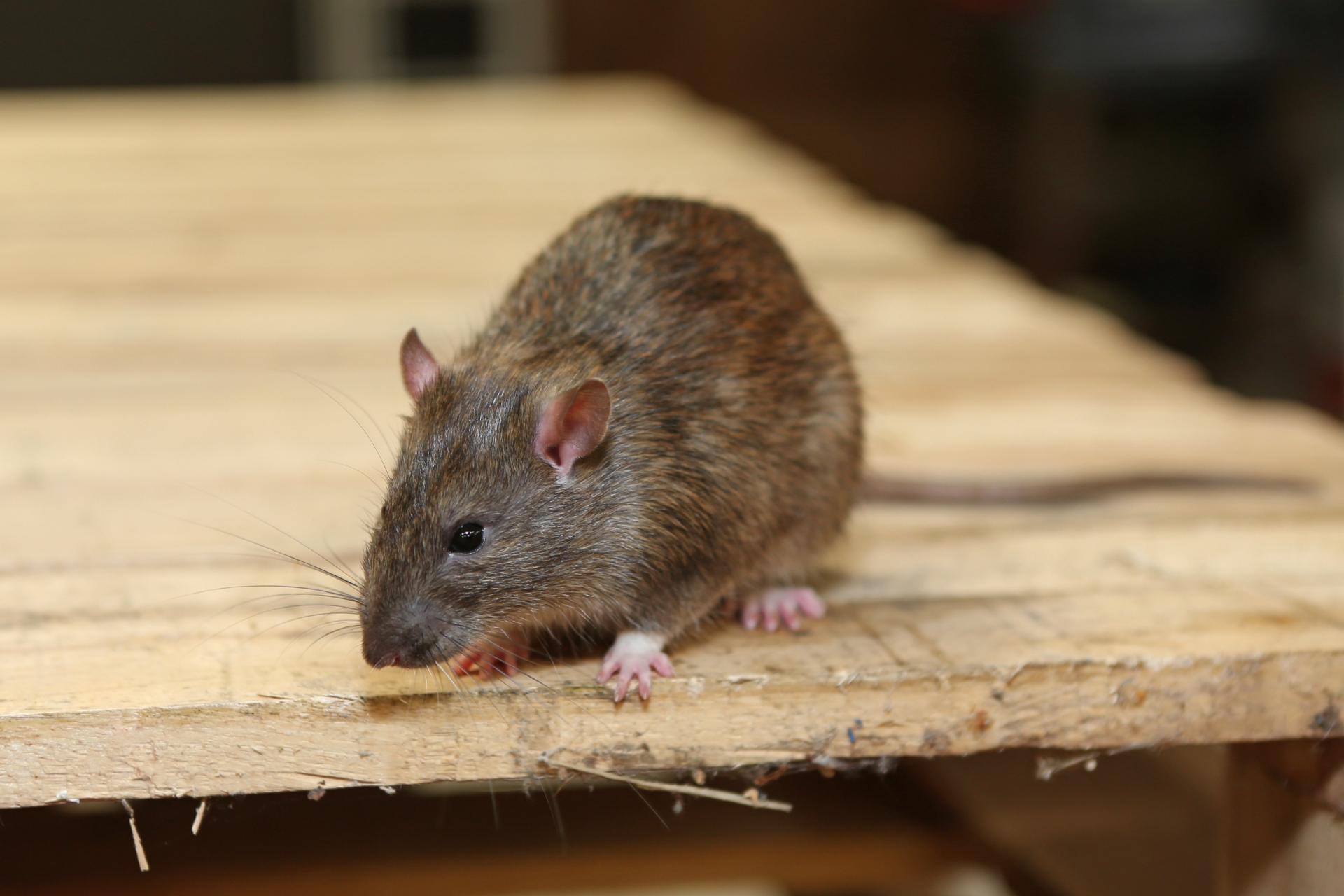 Rat Infestation, Pest Control in Waltham Abbey, EN9. Call Now 020 8166 9746