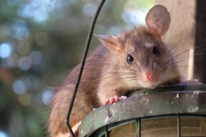 Rat Infestation, Pest Control in Waltham Abbey, EN9. Call Now 020 8166 9746