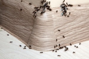 Ant Control, Pest Control in Waltham Abbey, EN9. Call Now 020 8166 9746